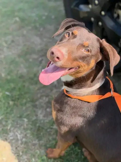 Rosie- The Sweetheart photo 4