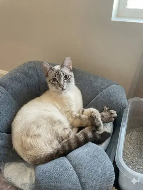 Maya