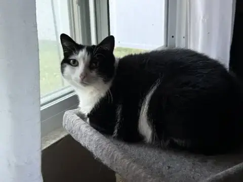 Gibby photo 3