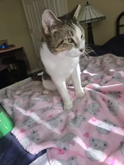 Nala photo 2