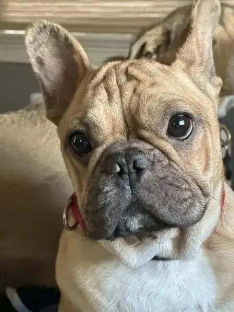 Dreaux