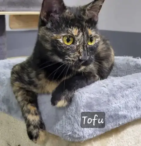 Tofu photo 4