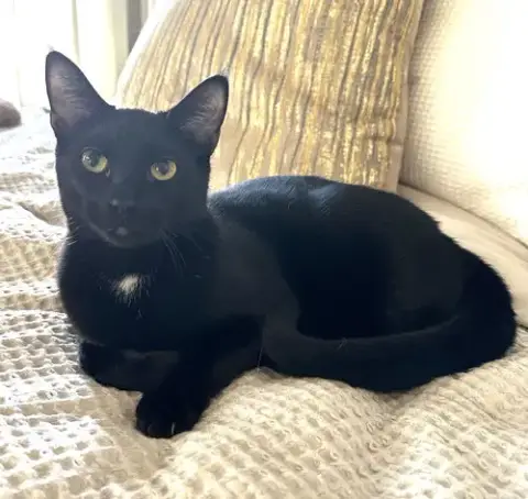 Kitten Distinguished Derrick photo 2