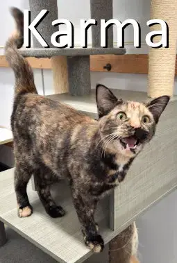 Karma photo 2