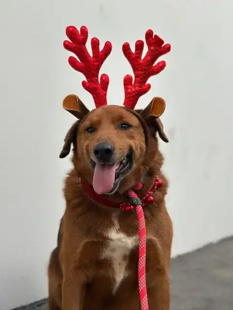 Archie photo 3