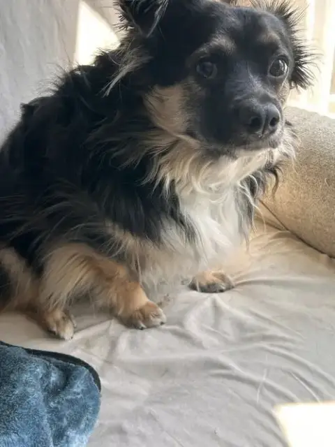 Benji photo 5