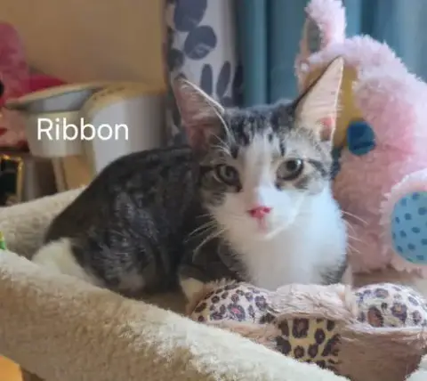 Ribbon