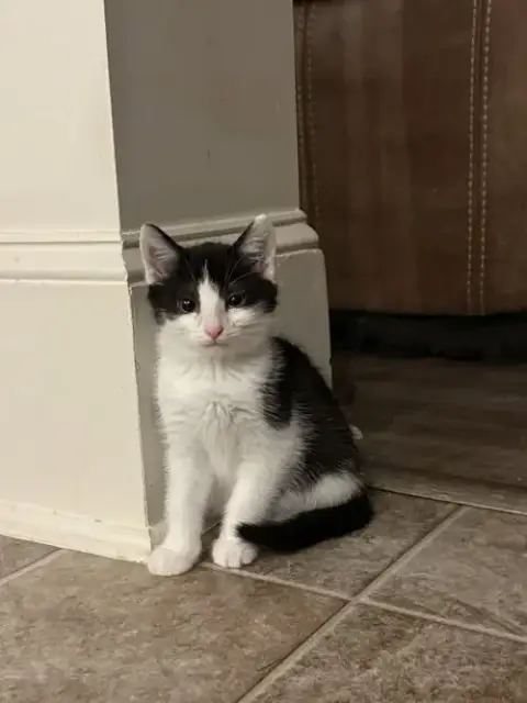 Purrducken photo 5