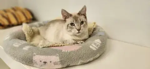 Cat 27519 photo 2