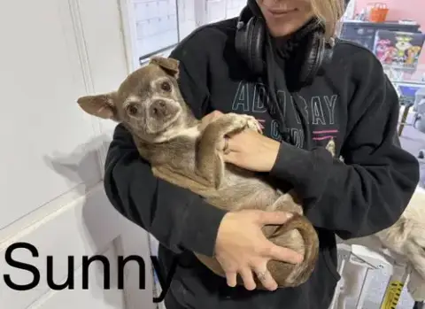 Sunny