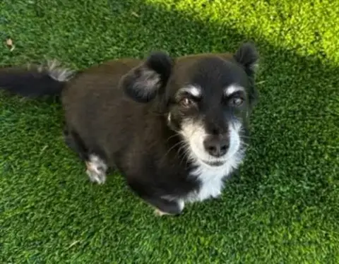 Gracie photo 2