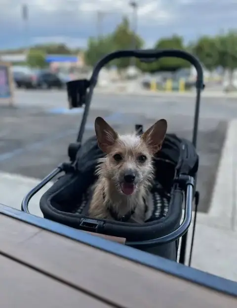 Bebe