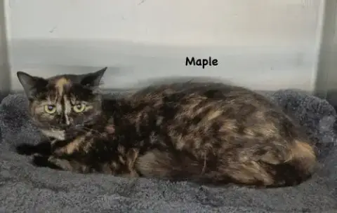 Maple