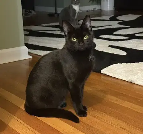 Venus