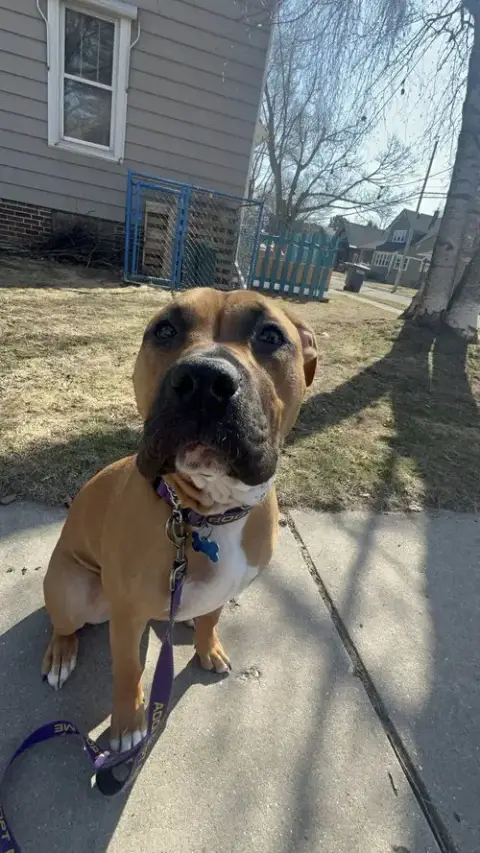 Rosie