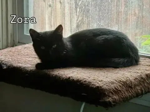 Zora photo 4