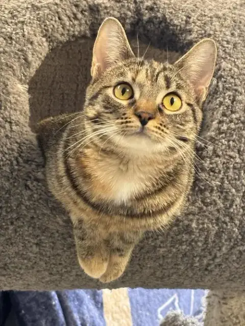 Sweet Petunia