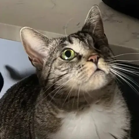 Lotus photo 4