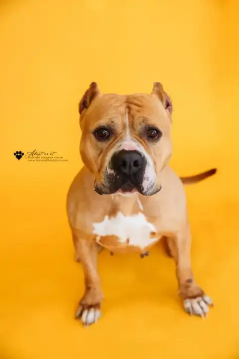 Honey Bun-$75 Adoption Fee! Diamond Dog!