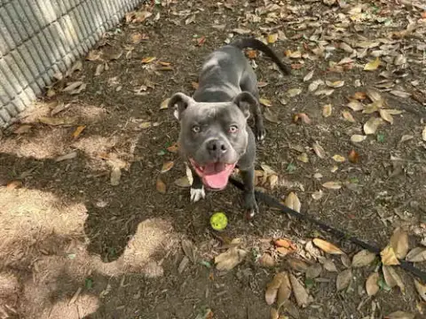 Roscoe