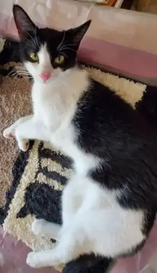 Oreo Cookie photo 2