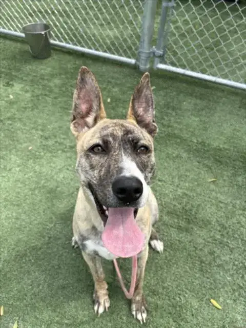 Nyla