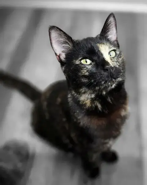 Laney photo 2