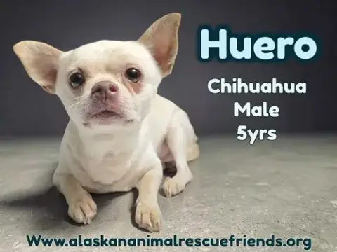 Huero