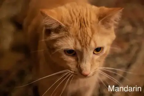 Mandarin photo 4