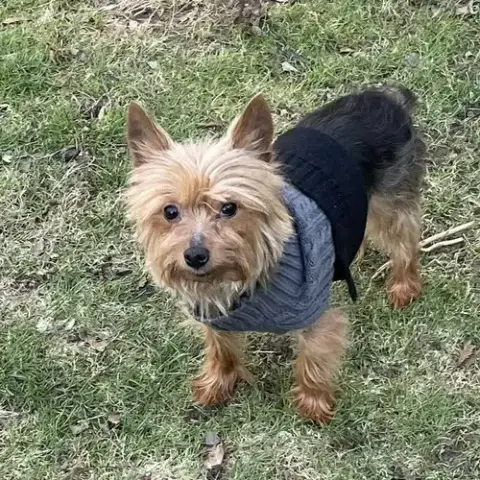 Chico
