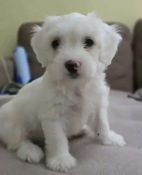 Enzo