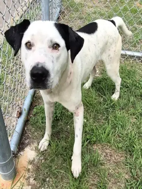 Boone