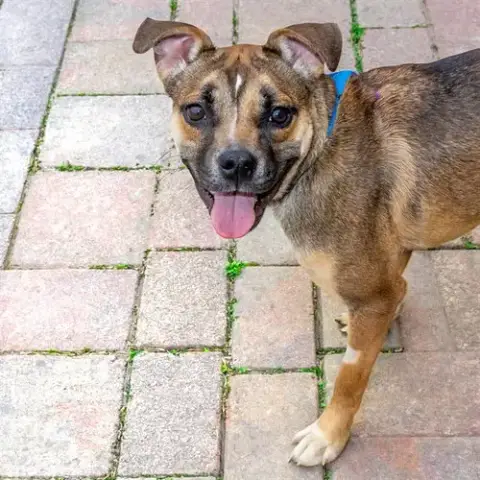 Cadbury