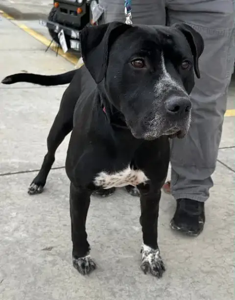 Tyson photo 2