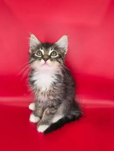 Emilo
