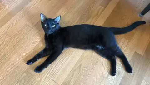 Panther