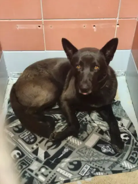 Bruno