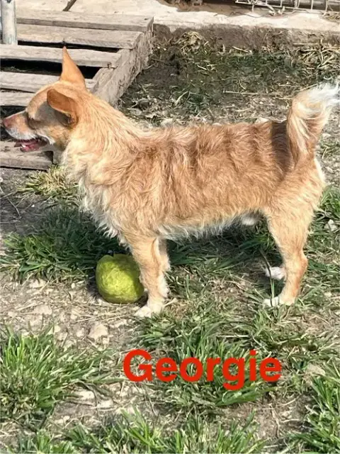 Georgie photo 4