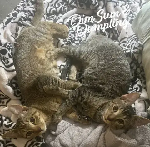 Dumpling & Dim Sum #Bonded-Brothers