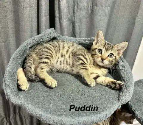 Ss Kitties photo 4