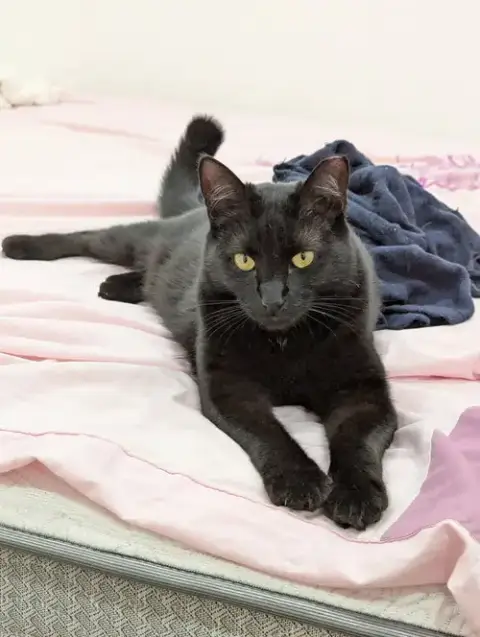 Lyra