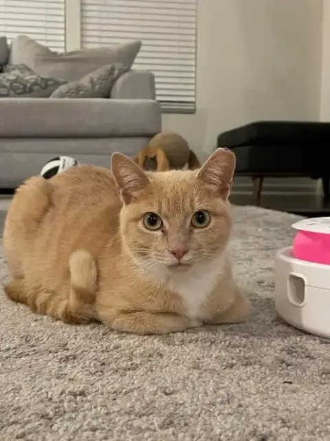 Mochi photo 5