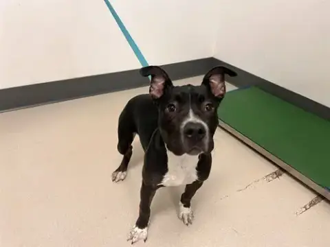 Biscuit