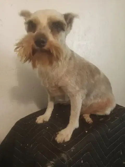 Dutchess
