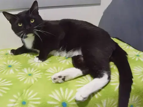 *General Whiskers