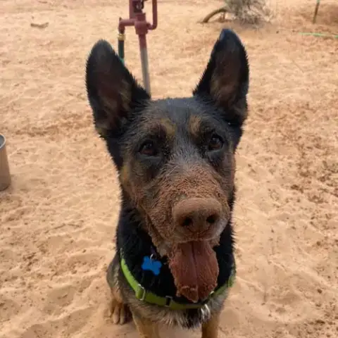 Pharaoh photo 4