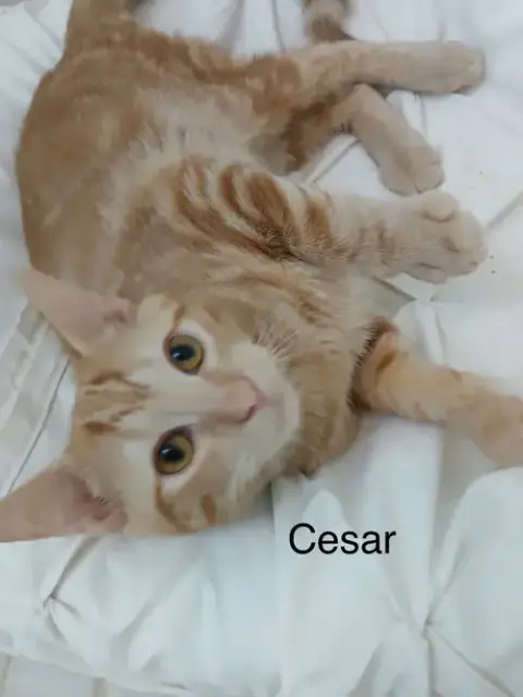 Cinnamon And Cesar photo 3