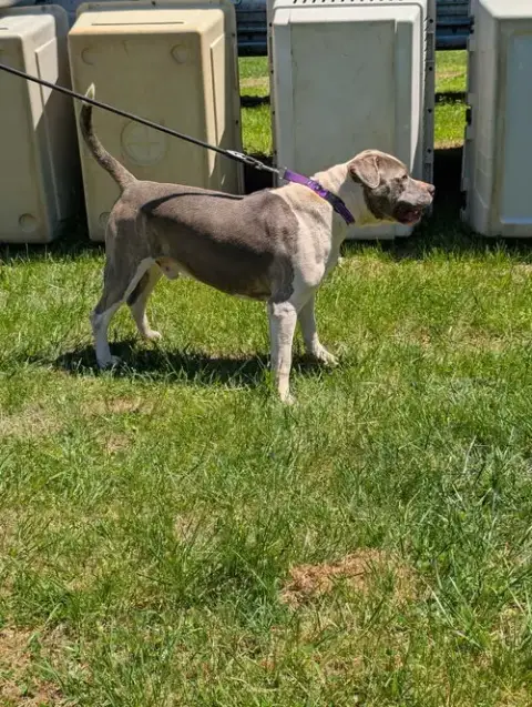 Blue: At Shelter photo 3