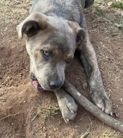 Ruby photo 5
