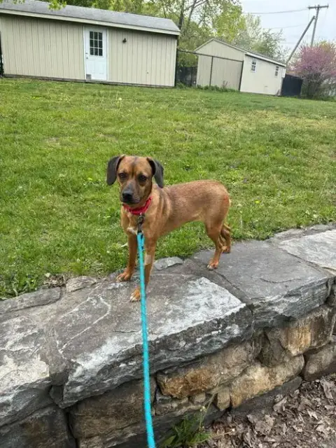 Scrappy Doo photo 3